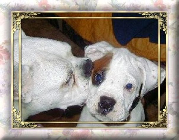 Casper Giving Cody A Sweet Kiss!