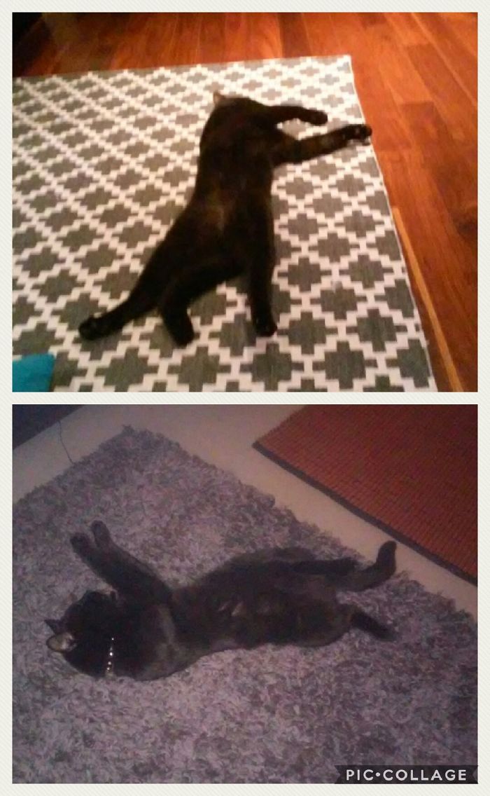 My Mum's Cat Sleeps Weird. I Call It The Thriller Position