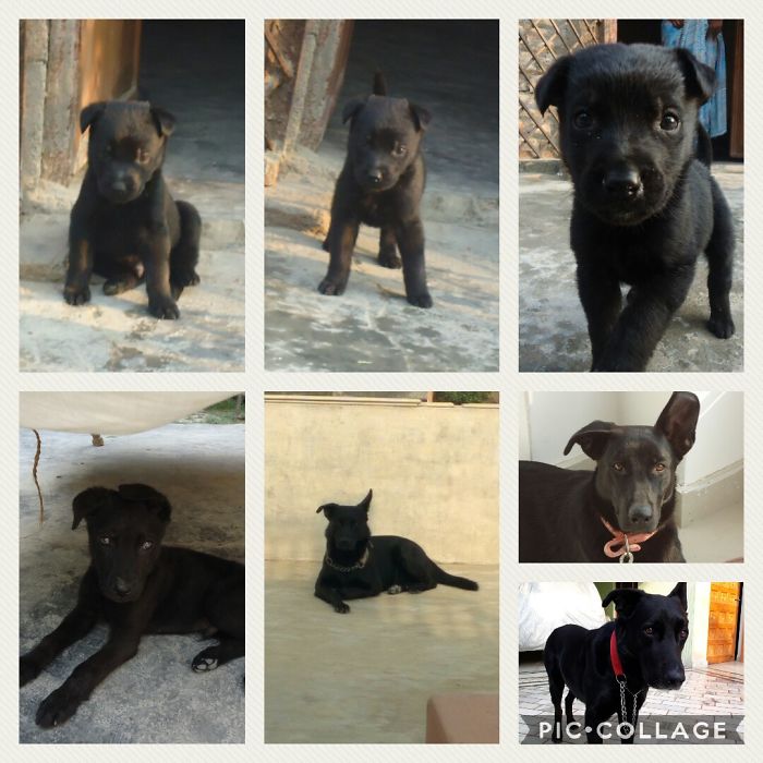 My Boy Jumbo At 20 Days, 60 Days, And 1 Year.