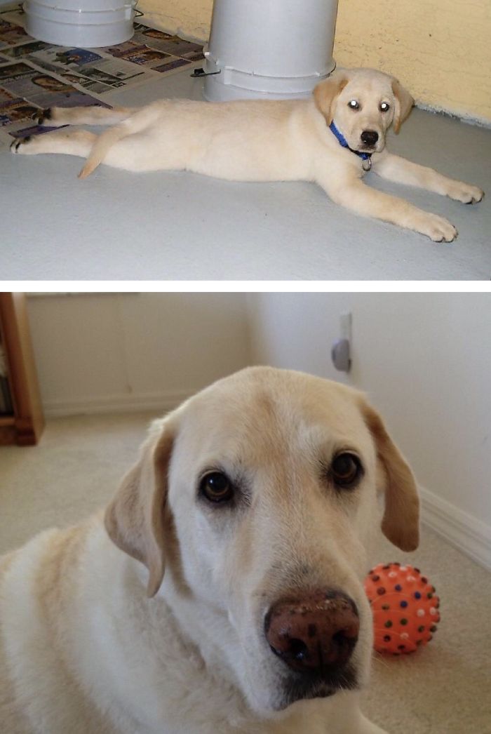 My Sweet Dali - 3 Months Vs 14 Years Old - Rip 2016