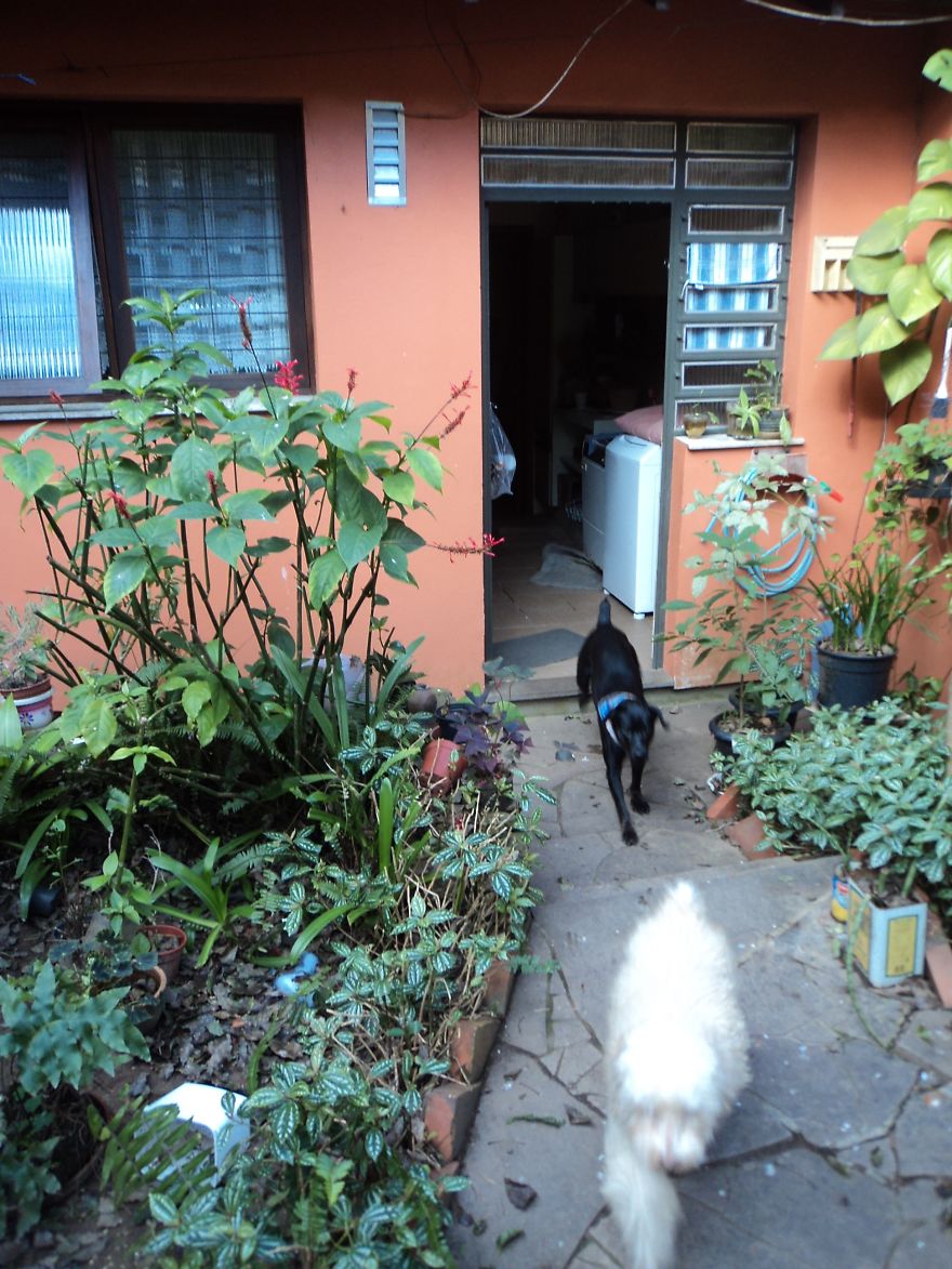 My Family And I Were Adopting Rescued Pets Since 2009 And This Is What We Got My Family And I Were Adopting Rescued Pets Since 2009 And This Is What We Got