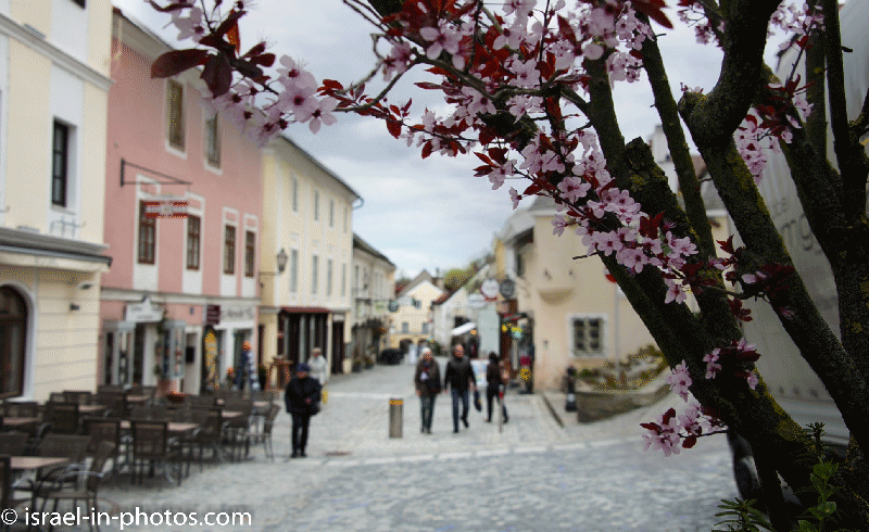 A Tree In Melk