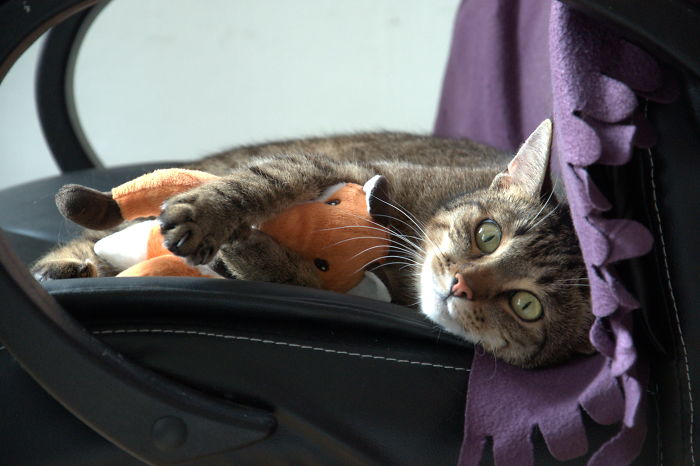 Don't Worry, Foxy, I Protect You