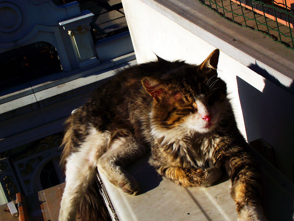 Istanbul Cat