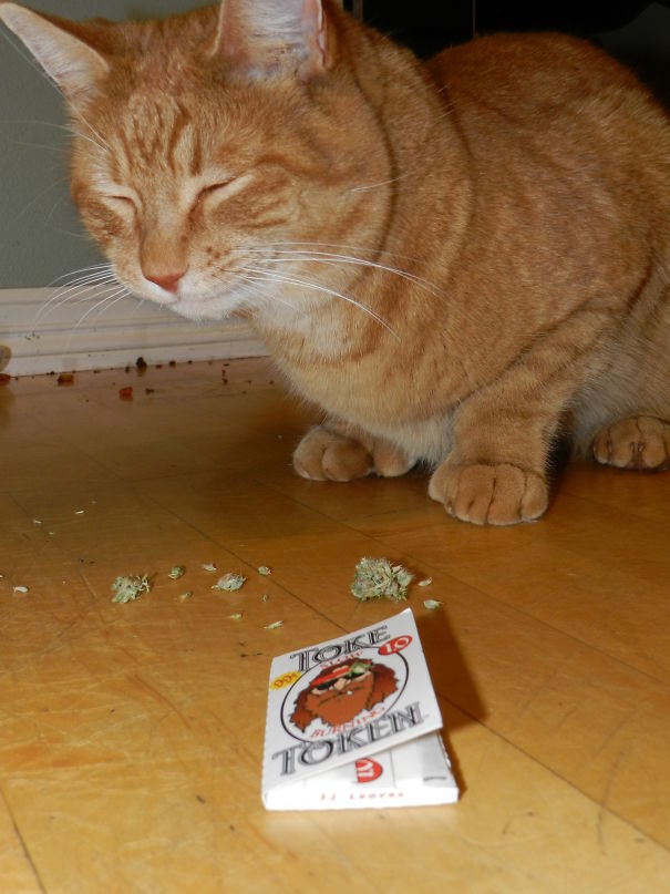 Elliott Gets "nip" From His Auntie Linda (or As We Like To Call Her, His Dealer) Each Christmas.