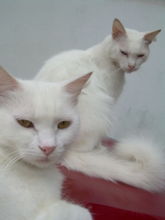 Sweatpea & Timmy's Vogue Over Shoot