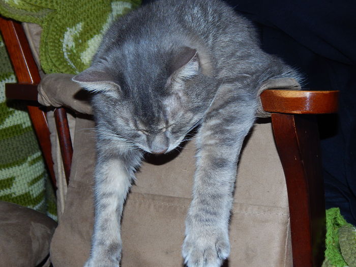 Came Home To My Cat Sleeping Like This