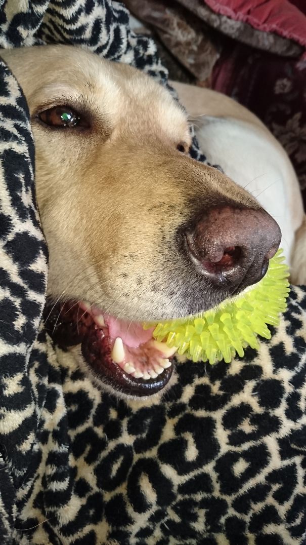 My Dog Never Lets Go Of His Ball! Even In His Sleep