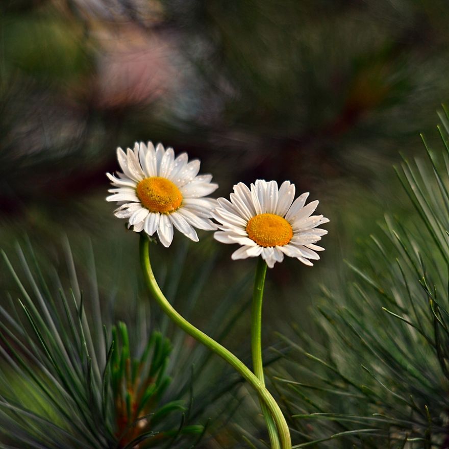 I Capture The Beautiful Polish Nature Through A Macro Lens I Capture The Beautiful Polish Nature Through A Macro Lens