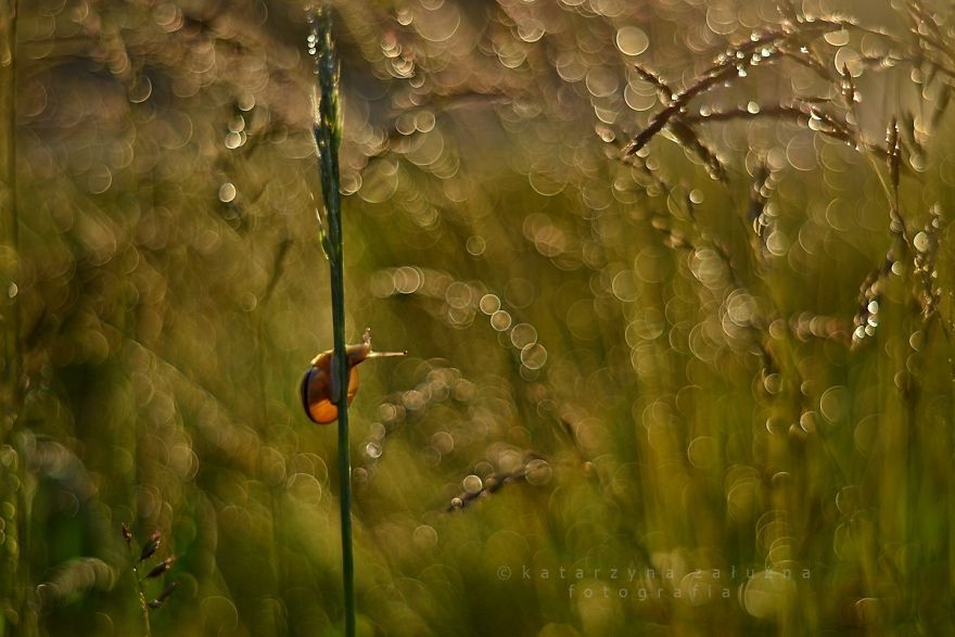 I Capture The Beautiful Polish Nature Through A Macro Lens I Capture The Beautiful Polish Nature Through A Macro Lens