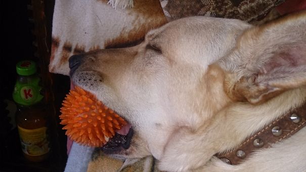 He Never Leaves His Ball Unattended...