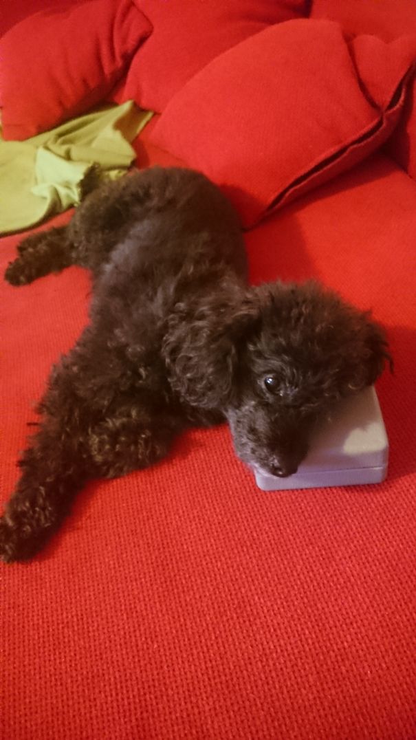 The Best Pillow Is A Plastic Box