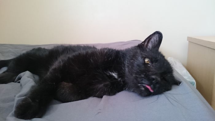 My Old Cat Used To Stick His Tongue Out For Hours And Periodically Wink.