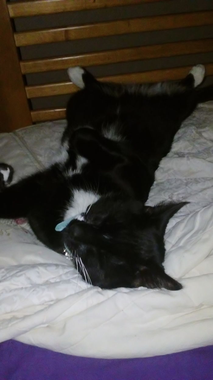 My Cat, Prince, Usually Sleeps Like This Or Does It When He Wants His Belly Rubbed. He's Such A Weirdo! He Even Plays Fetch