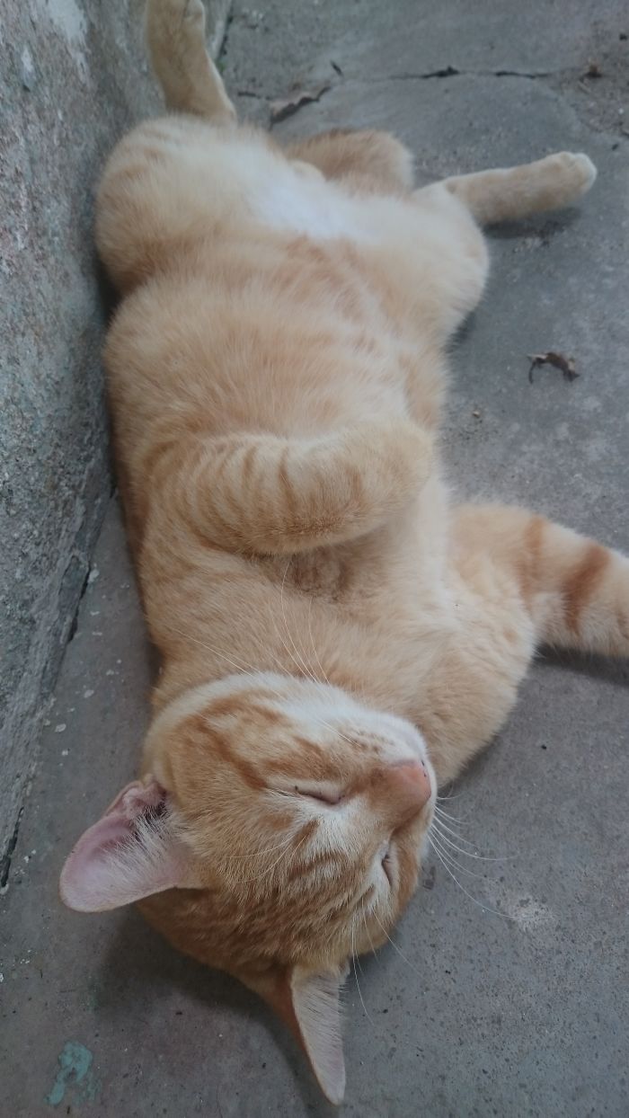 Why Yes,i Prefer Good Ventilation Around My Private Whenever I Sleep..