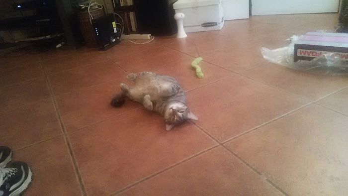 This Is How My Cat Begs. She's Usually Twisted A Bit On Top Of It. She So Much Like A Puppy