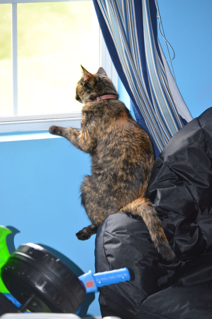 Sushi, Just Chillin, Watching The Birds Outside.