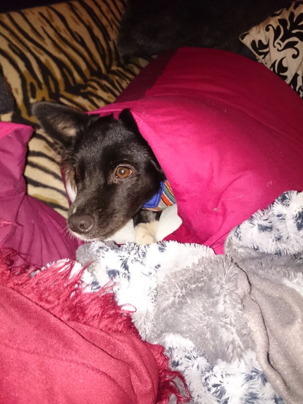 Bella Became One With The Double Stuffed Pillow..