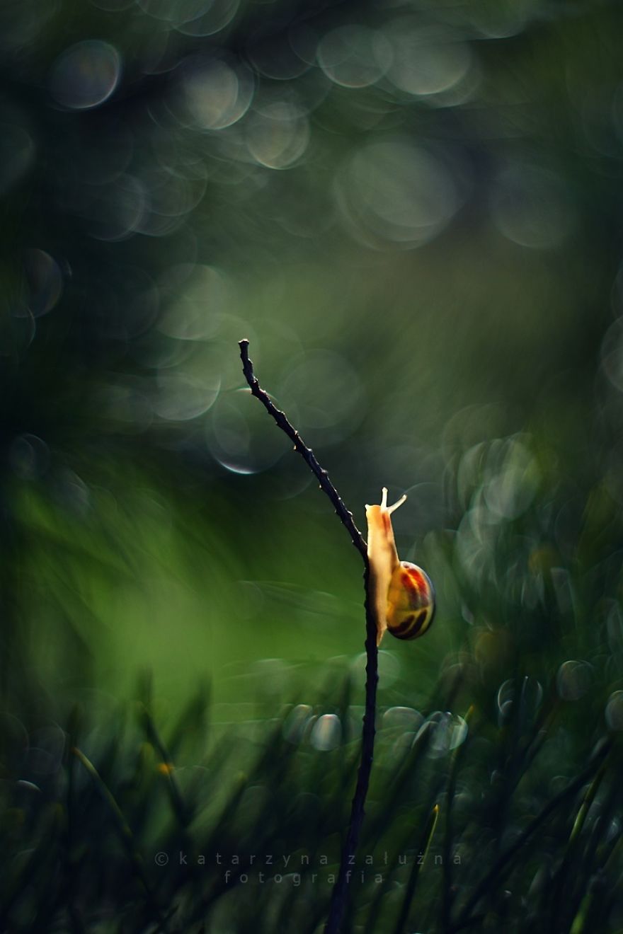 I Capture The Beautiful Polish Nature Through A Macro Lens I Capture The Beautiful Polish Nature Through A Macro Lens