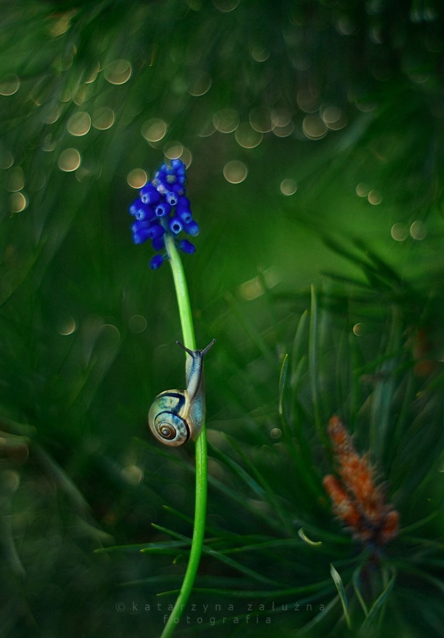 I Capture The Beautiful Polish Nature Through A Macro Lens I Capture The Beautiful Polish Nature Through A Macro Lens