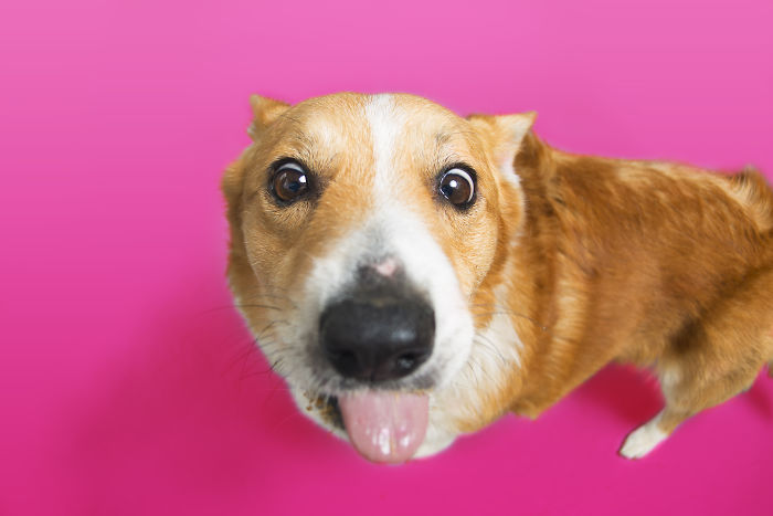 I Photographed Special Needs Corgis To Help Them Get Adopted