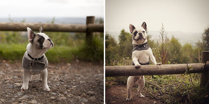 Dawin_the_frenchie Then And Now