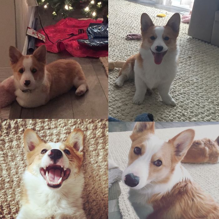 Charlie: 3 Months, 6 Months, 1 Year, 2.5 Years - Light Of My Life!