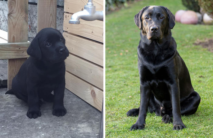 Echo (6 Weeks Vs 1 Year)