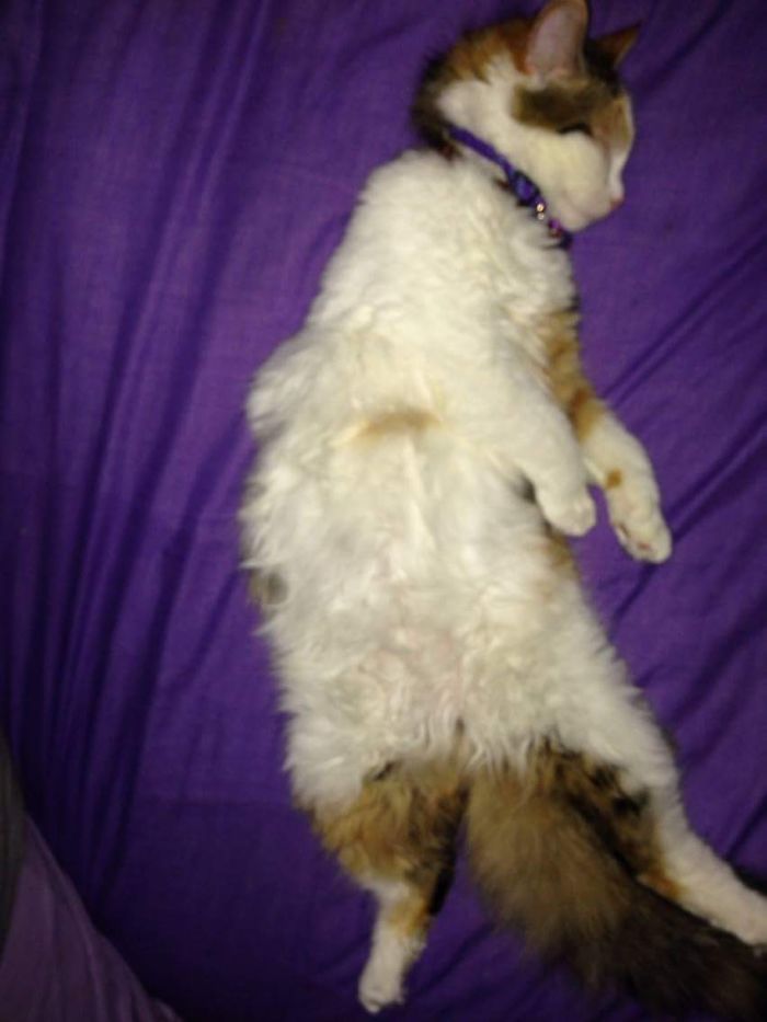 Tinks Doesn't Like Leaving You Room On The Bed!