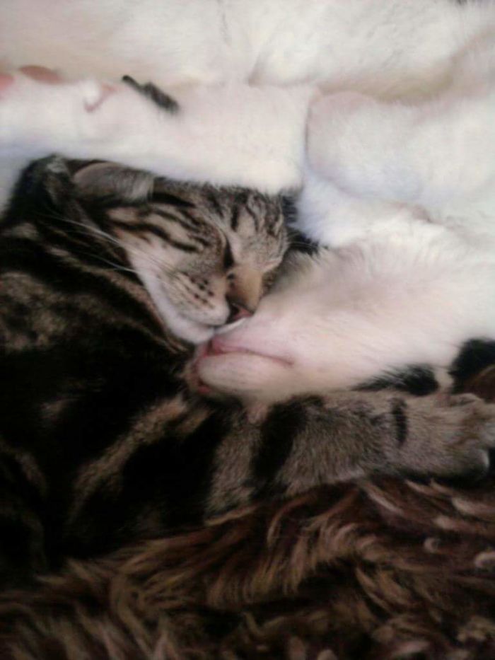 Orpheus And Loki Mcpussington When They Still Loved Each Other.