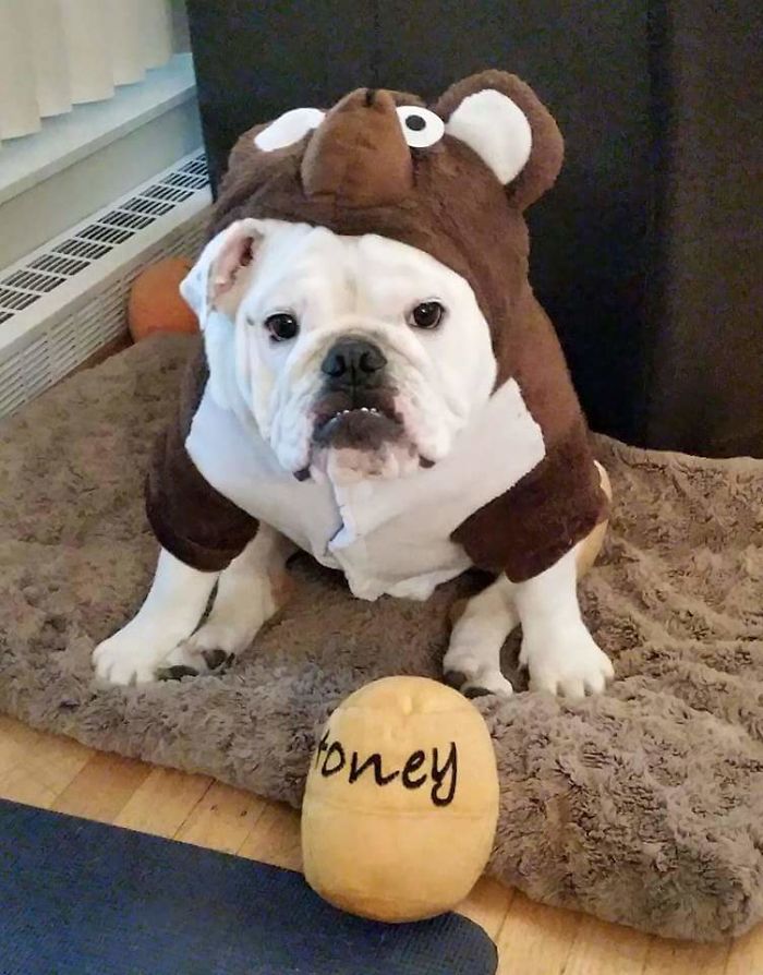 Nuggets 1st Halloween Costume