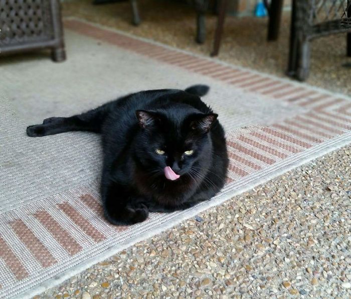 My Cat Was Watching Me Eat.