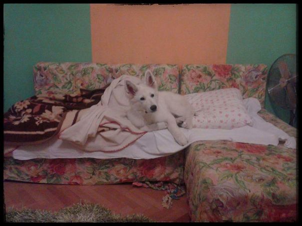 When He Was A Puppy, My Sister Had A Sleepover At Our Place And This Is What She Came Back To When She Returned From The Toilet