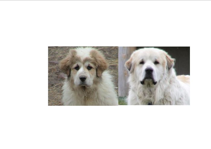 Thunder From Pup To Magnificent