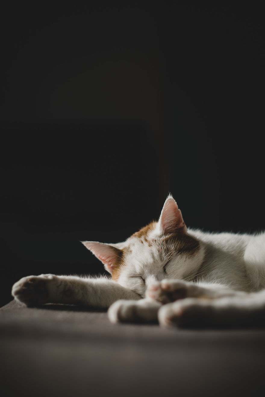 Meet All The Pets I Met While Living With Other People During A Year Meet All The Pets I Met While Living With Other People During A Year