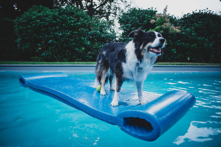 Meet All The Pets I Met While Living With Other People During A Year Meet All The Pets I Met While Living With Other People During A Year