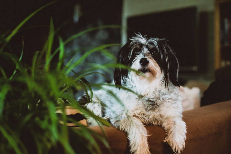 Meet All The Pets I Met While Living With Other People During A Year Meet All The Pets I Met While Living With Other People During A Year