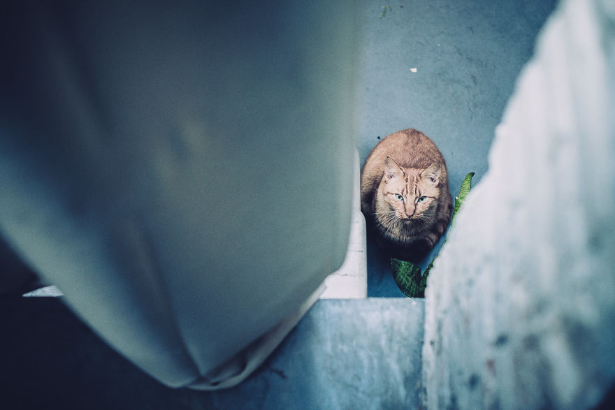 Meet All The Pets I Met While Living With Other People During A Year Meet All The Pets I Met While Living With Other People During A Year