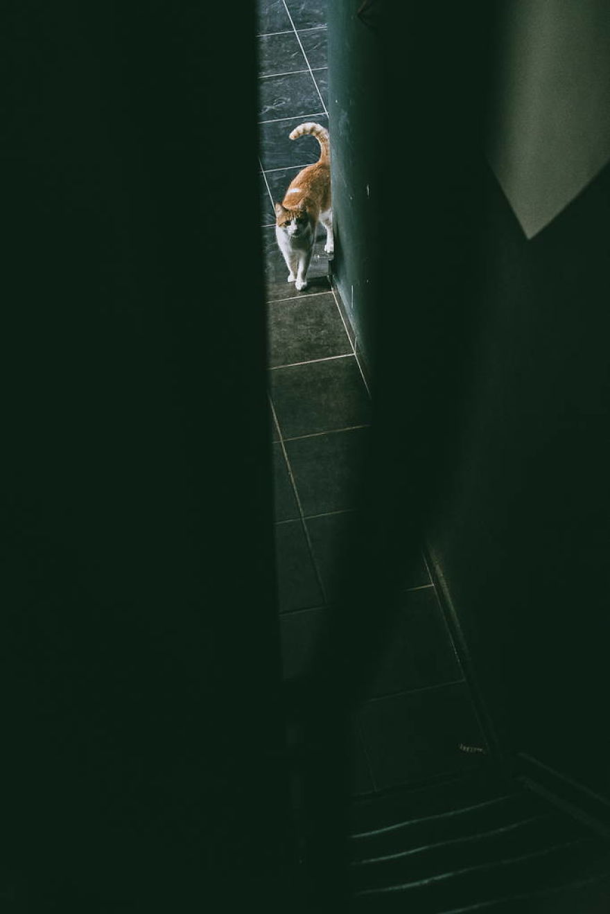 Meet All The Pets I Met While Living With Other People During A Year Meet All The Pets I Met While Living With Other People During A Year