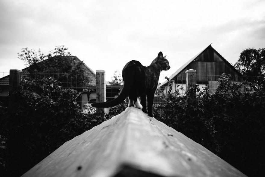 Meet All The Pets I Met While Living With Other People During A Year