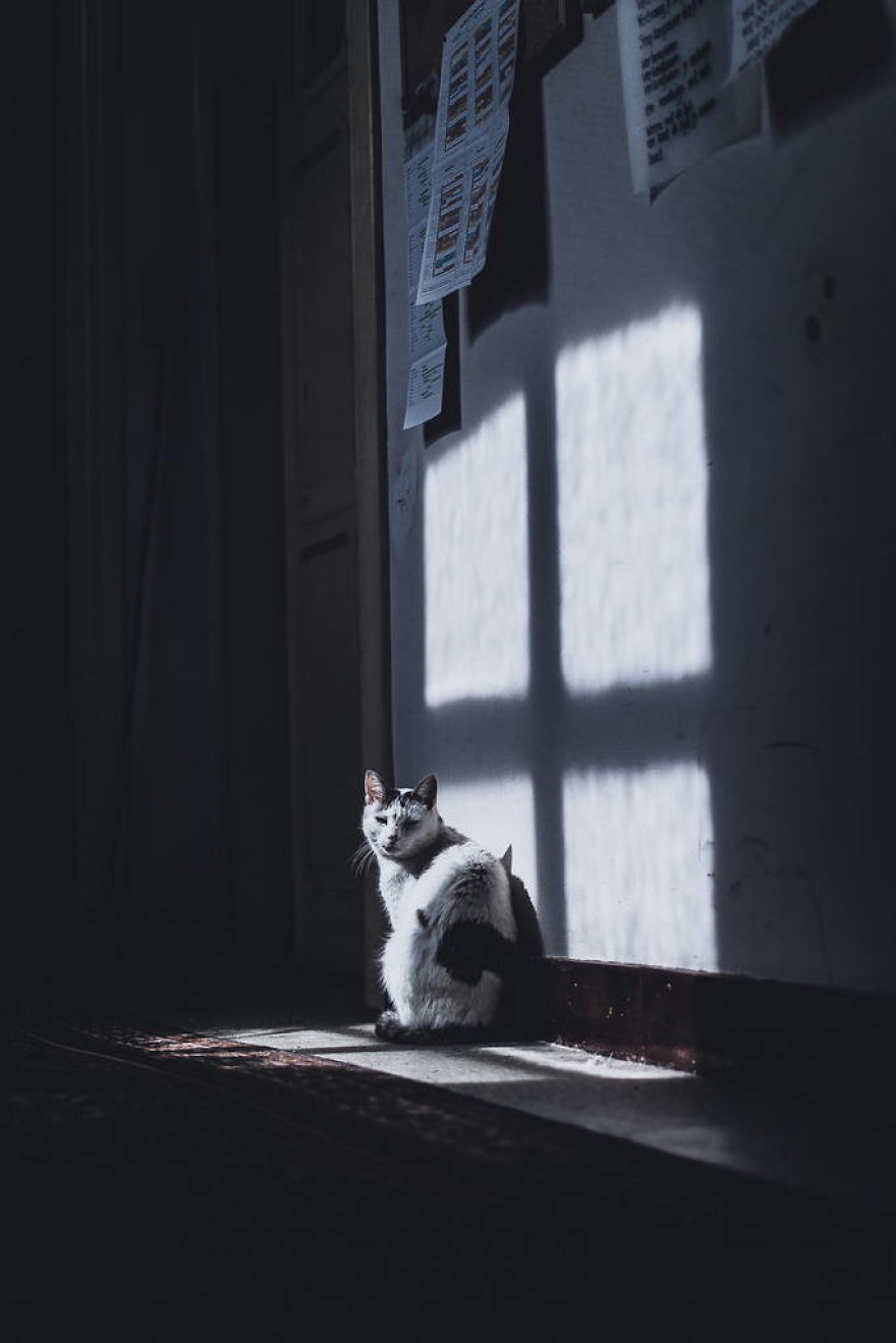 Meet All The Pets I Met While Living With Other People During A Year Meet All The Pets I Met While Living With Other People During A Year