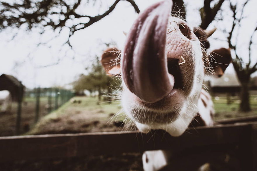 Meet All The Pets I Met While Living With Other People During A Year Meet All The Pets I Met While Living With Other People During A Year