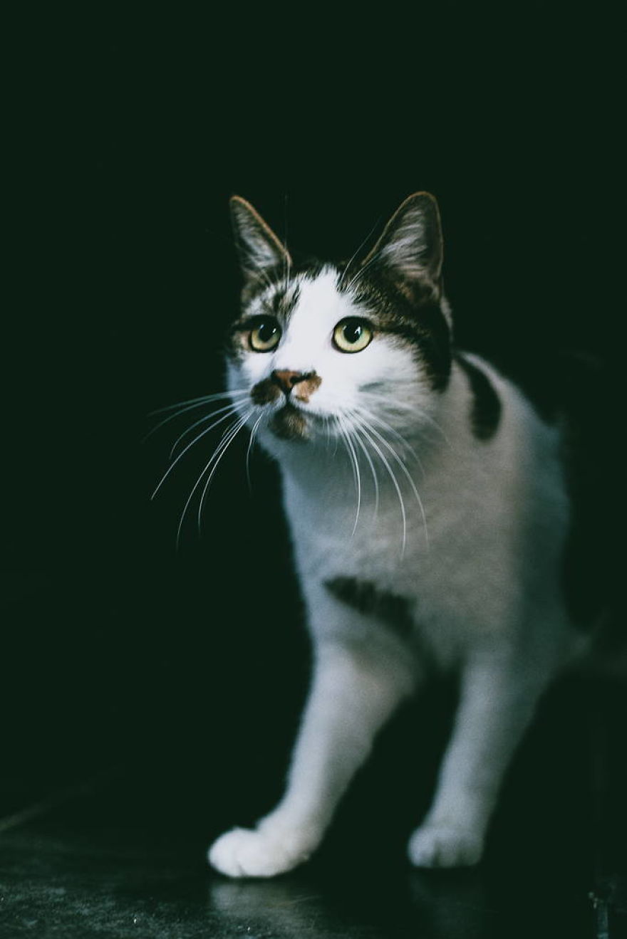 Meet All The Pets I Met While Living With Other People During A Year Meet All The Pets I Met While Living With Other People During A Year