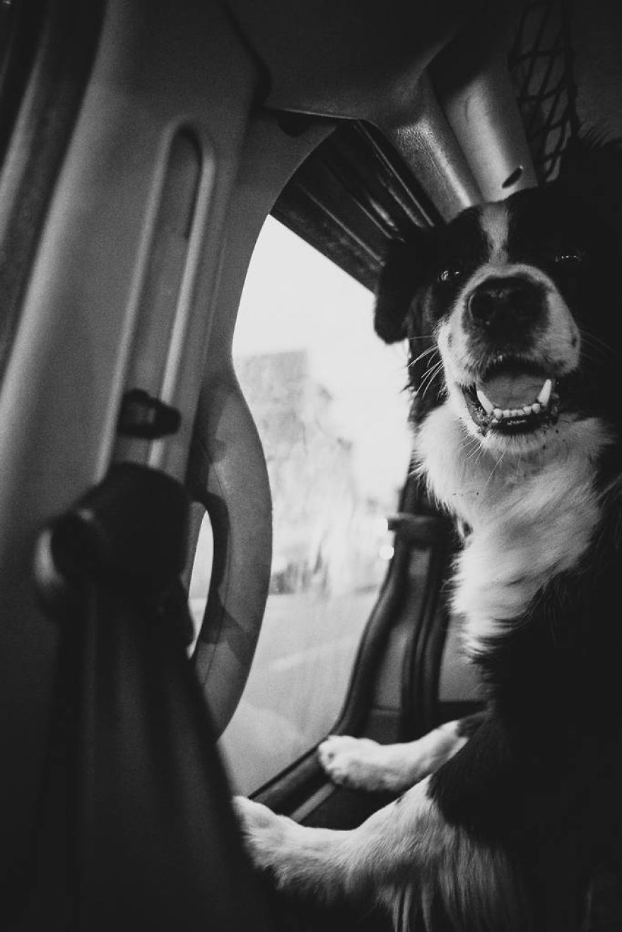 Meet All The Pets I Met While Living With Other People During A Year Meet All The Pets I Met While Living With Other People During A Year