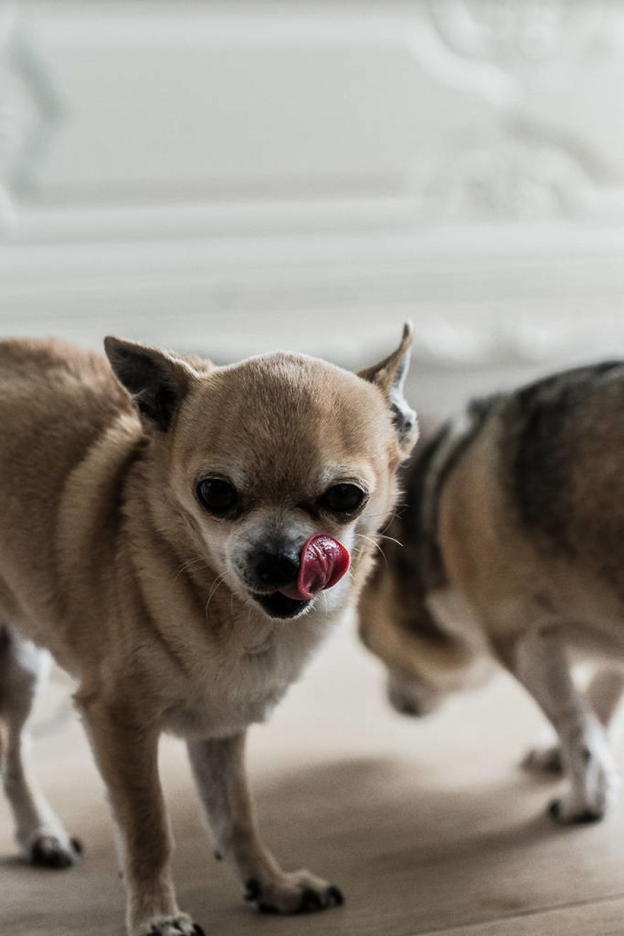 Meet All The Pets I Met While Living With Other People During A Year Meet All The Pets I Met While Living With Other People During A Year