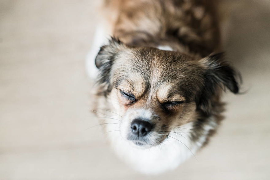 Meet All The Pets I Met While Living With Other People During A Year Meet All The Pets I Met While Living With Other People During A Year