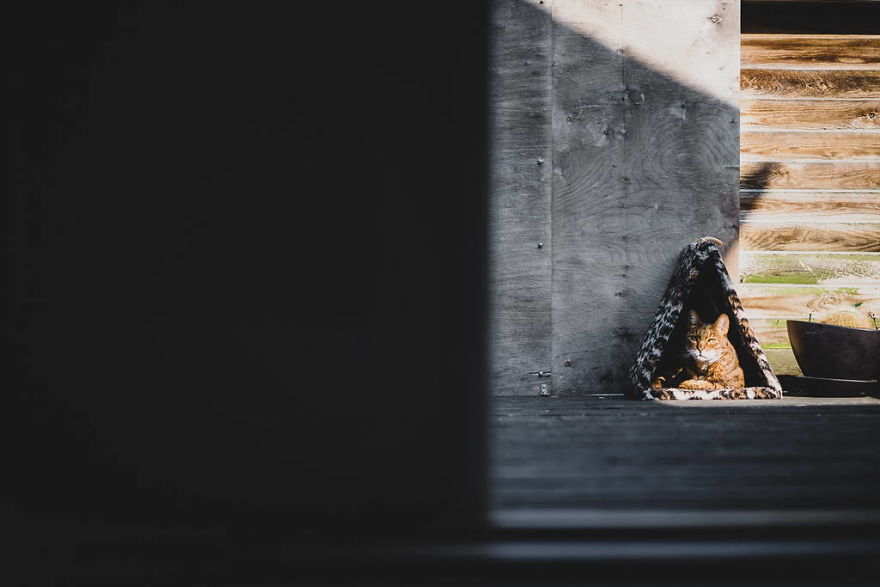 Meet All The Pets I Met While Living With Other People During A Year Meet All The Pets I Met While Living With Other People During A Year