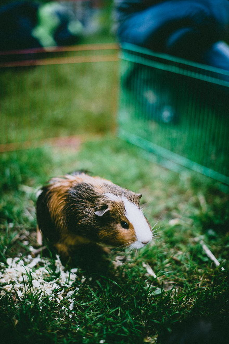 Meet All The Pets I Met While Living With Other People During A Year Meet All The Pets I Met While Living With Other People During A Year