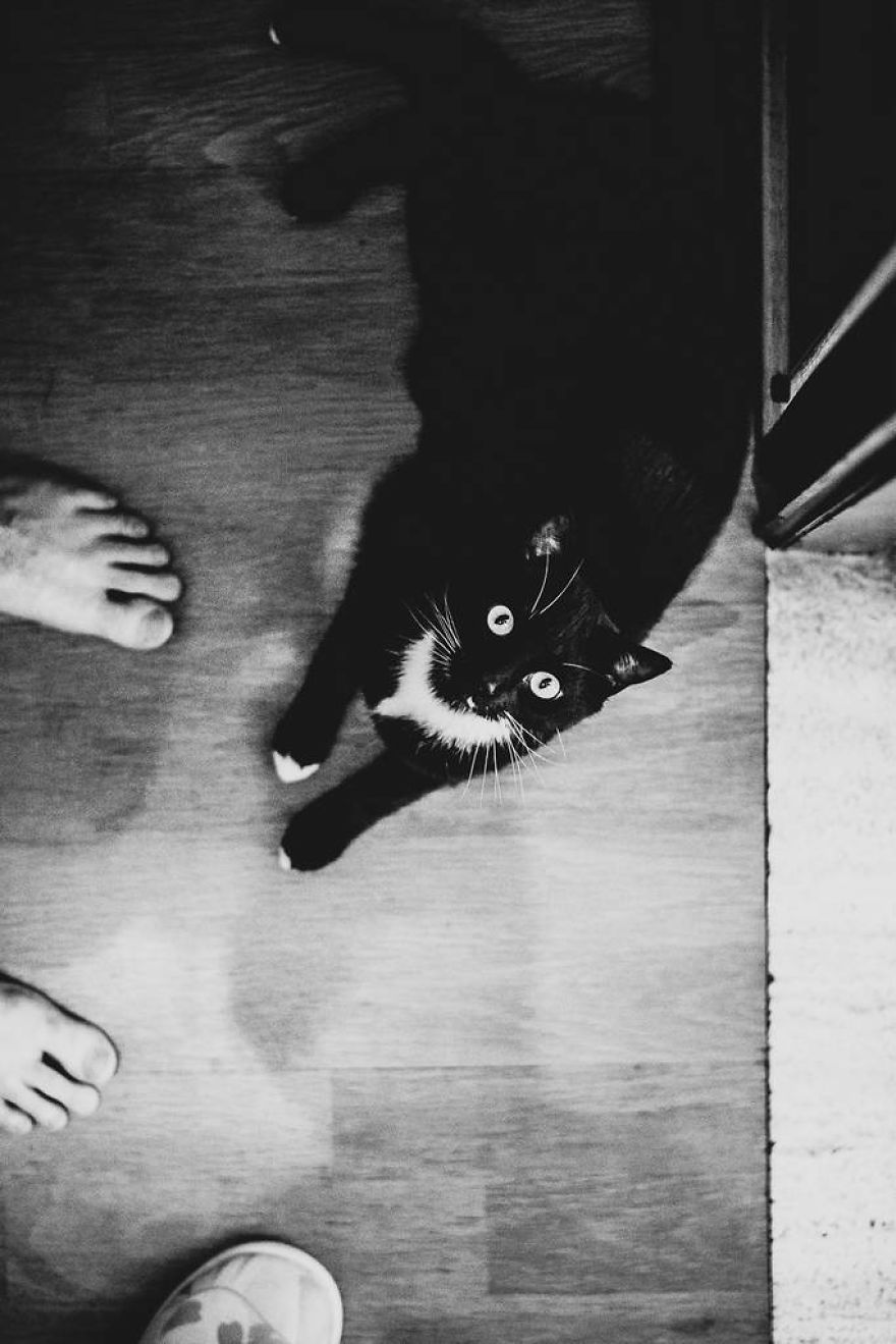 Meet All The Pets I Met While Living With Other People During A Year