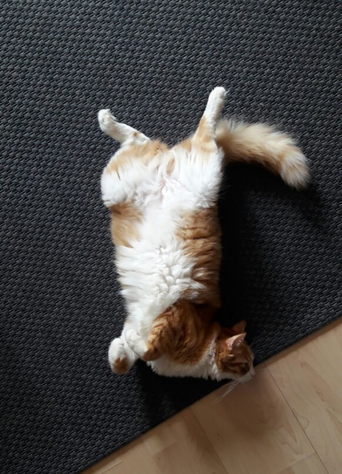 Just My Cat Doing Weird Cat Things Everyday.yaaa Şans